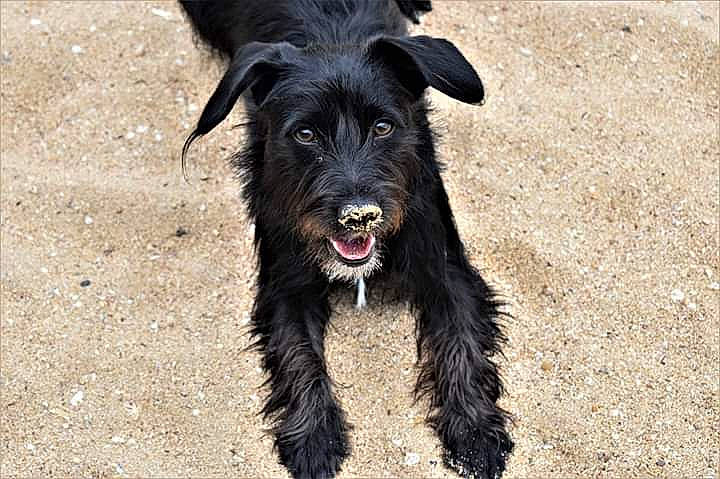 Largo participe au concours pour gagner de l'argent avec cette photo : canidae, carnivore, dog, dog_breed, giant_schnauzer, guard_dog, mammal, miniature_schnauzer, rare_breed_dog, schnauzer, scottish_terrier, snout, sporting_group, standard_schnauzer, terrier, vertebrate, working_dog