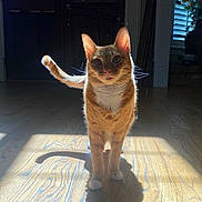 Uni is registered to the contest to win money with this photo: cat, orange_tabby, sunlight, shadow, wooden_floor, indoor, pet, animal, curious, standing, ears, tail, whiskers, feline, domestic_cat, light, shadow_play, portrait, houseplant, window
