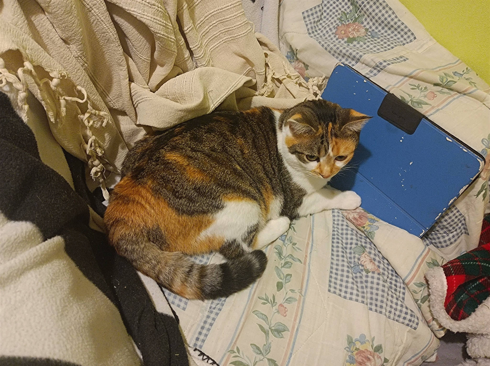 Princesse participe au concours pour gagner de l'argent avec cette photo : art, bag, carnivore, cat, claw, comfort, domestic_short_haired_cat, felidae, fur, linens, nap, paper, pattern, paw, sleep, small_to_medium_sized_cats, snout, tail, terrestrial_animal, whiskers