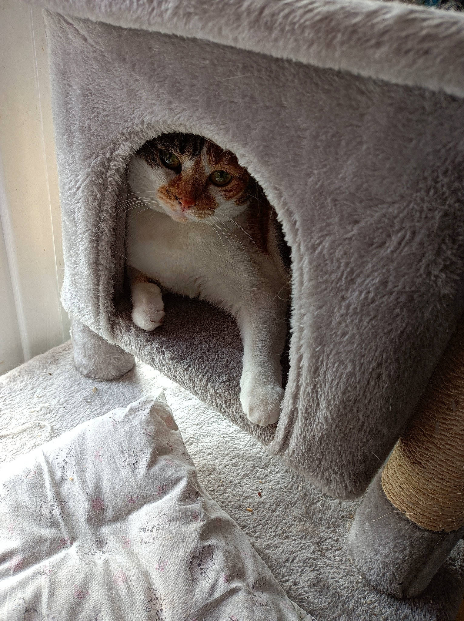 Princesse participe au concours pour gagner de l'argent avec cette photo : carnivore, cat, cat_supply, comfort, domestic_short_haired_cat, fawn, felidae, fur, grey, linens, paw, small_to_medium_sized_cats, snout, tail, terrestrial_animal, whiskers