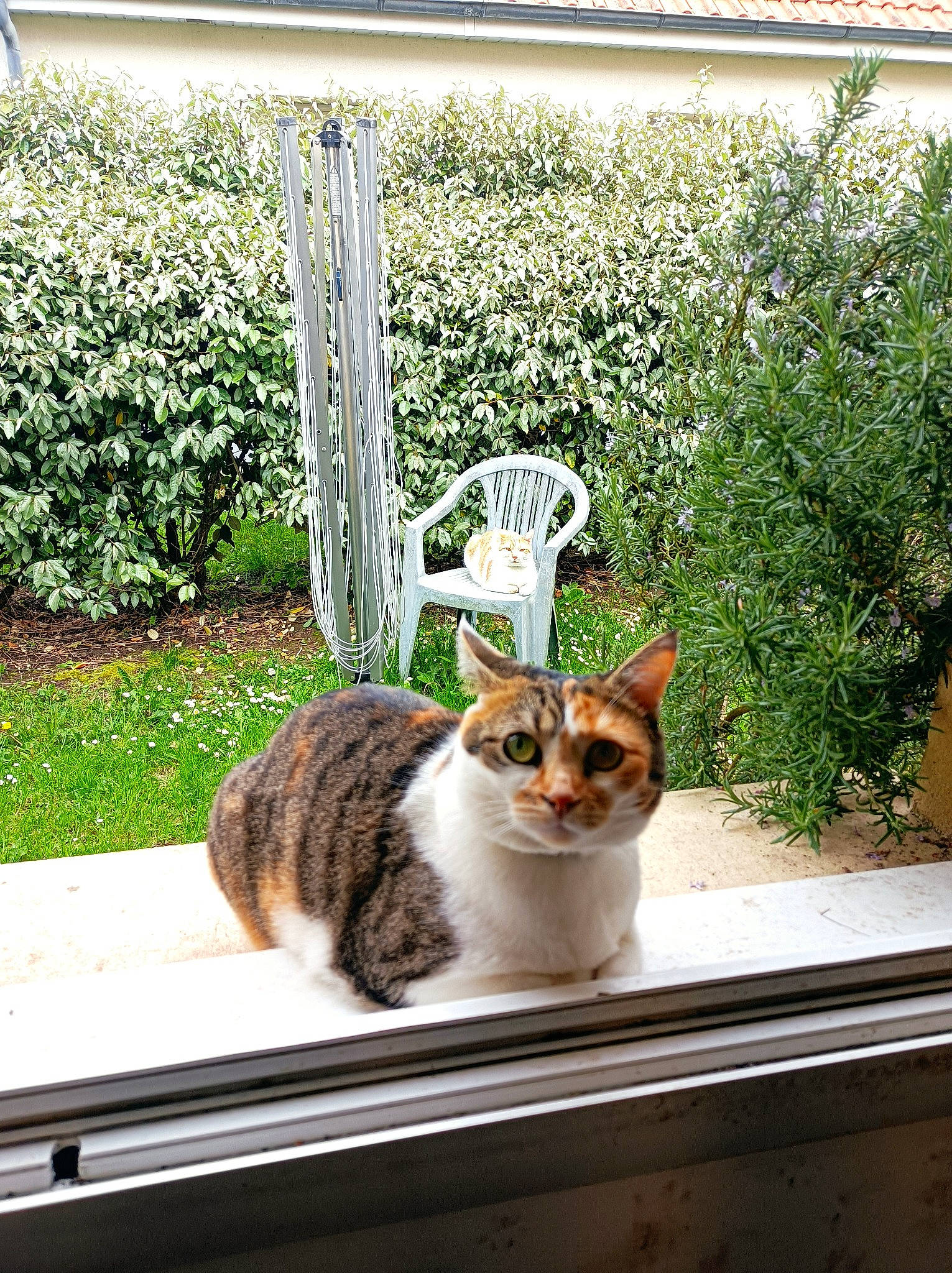 Princesse participe au concours pour gagner de l'argent avec cette photo : carnivore, cat, chair, domestic_short_haired_cat, felidae, flowerpot, garden, grass, groundcover, home, landscape, landscaping, outdoor_furniture, plant, shrub, small_to_medium_sized_cats, tail, terrestrial_animal, whiskers, wood