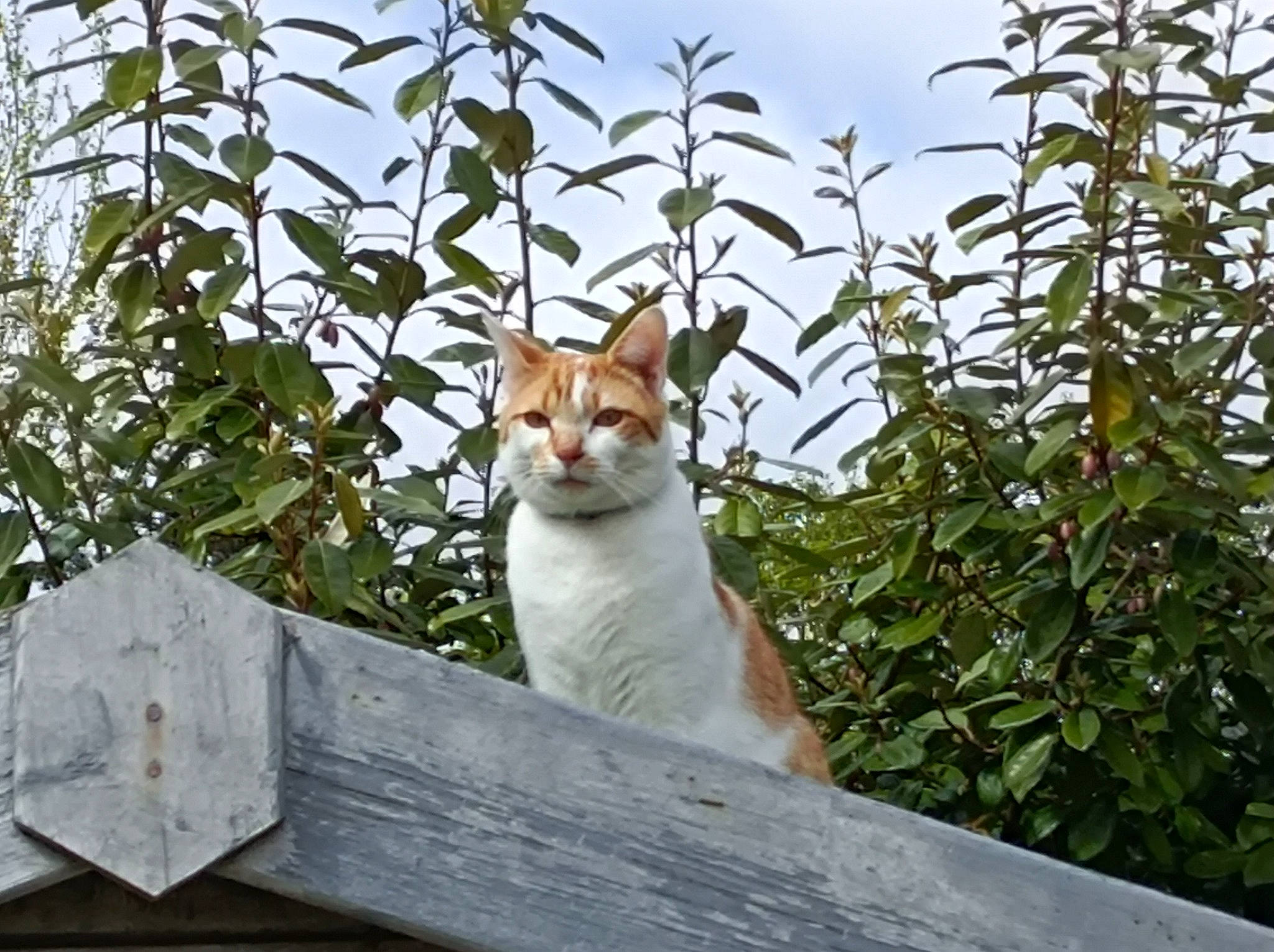 Popy a rejoint le concours — aidez-le/la à gagner de superbes lots ! carnivore, cat, cloud, domestic_short_haired_cat, fawn, felidae, fur, grass, plant, sitting, sky, small_to_medium_sized_cats, snout, tail, terrestrial_animal, tree, twig, whiskers, wildlife, wood