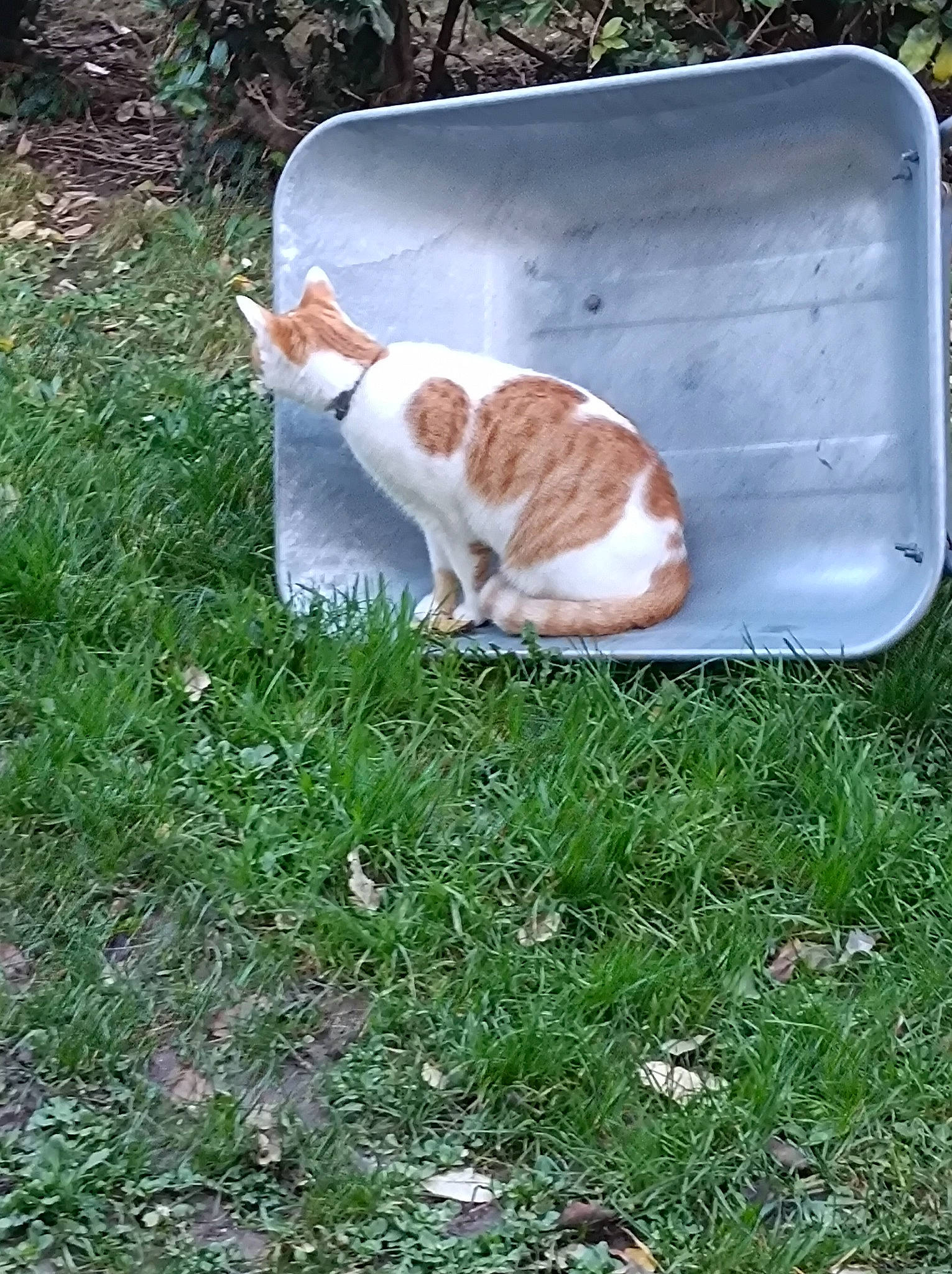 Popy a rejoint le concours — aidez-le/la à gagner de superbes lots ! canidae, carnivore, cat, domestic_short_haired_cat, fawn, felidae, fur, grass, groundcover, mammal, plant, small_to_medium_sized_cats, sporting_group, tail, terrestrial_animal, vertebrate, whiskers, wildlife