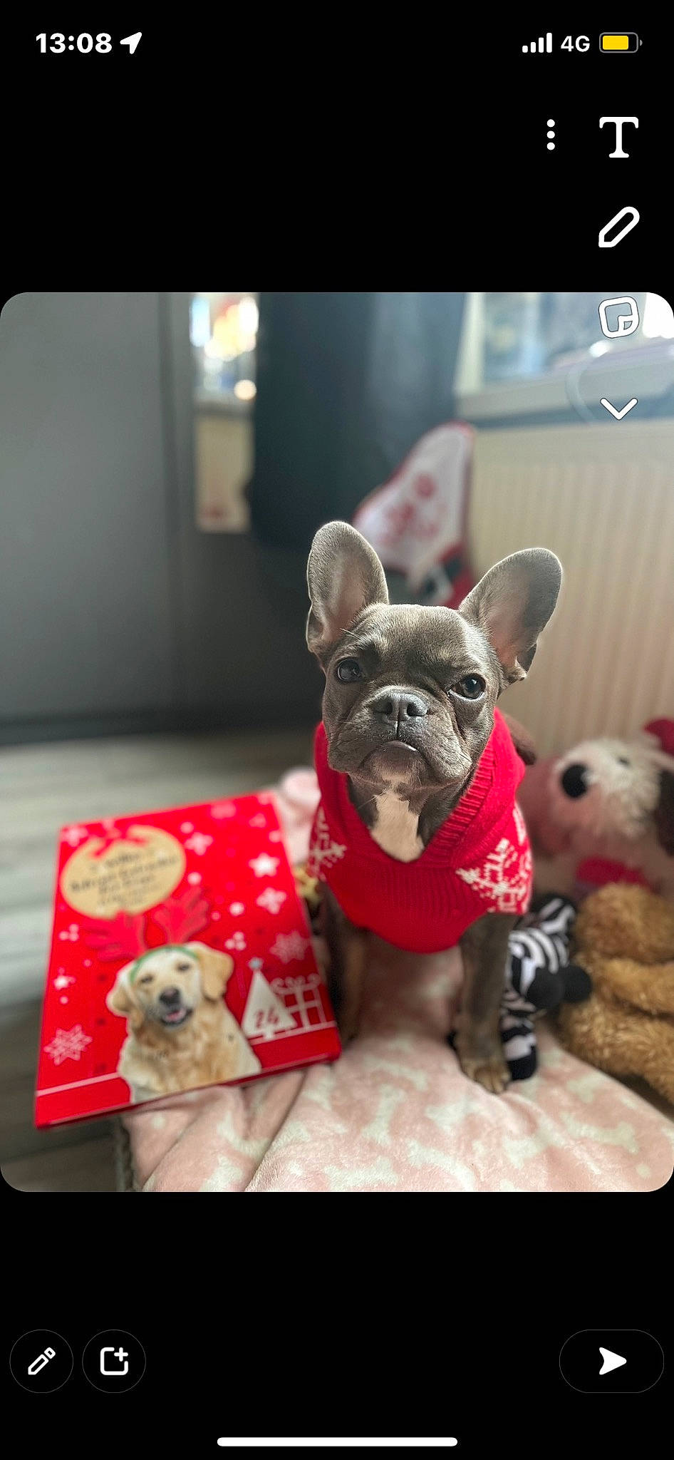 Fendi is registered to the contest to win money with this photo: canidae, carmine, carnivore, companion_dog, dog, dog_breed, dog_clothes, dog_supply, fawn, french_bulldog, fur, paw, pet_supply, snout, sporting_group, stuffed_toy, toy, toy_dog, whiskers, working_animal