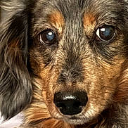 Obi joined the competition — help win amazing prizes! animal, brown_fur, canine, close_up, cute, dog, ears, expression, eyes, face, fur, gray_fur, indoor, muzzle, nose, pet, portrait, soft_light, texture, whiskers