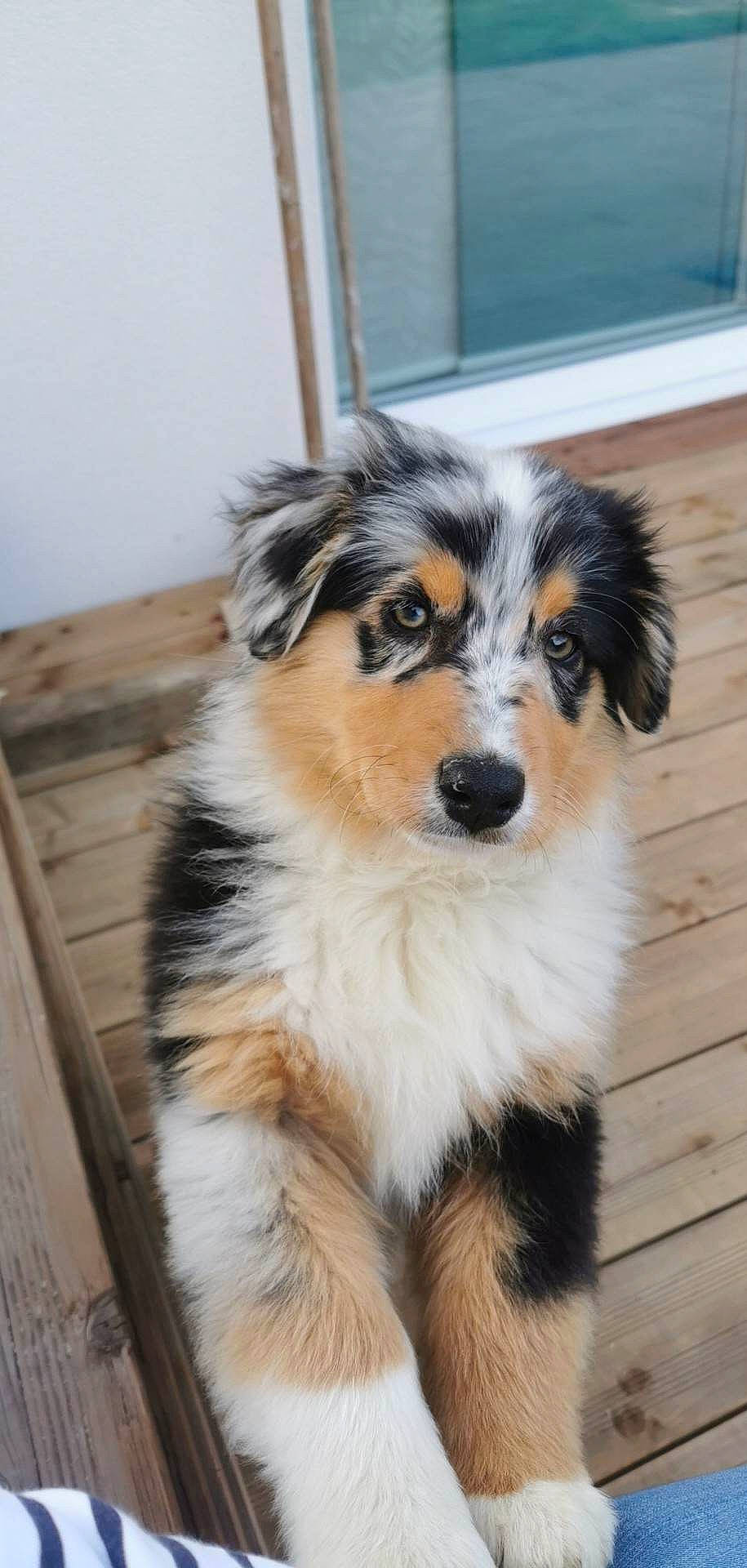 Tosca a rejoint le concours — aidez-le/la à gagner de superbes lots ! ancient_dog_breeds, canidae, carnivore, companion_dog, dog, dog_breed, door, fur, hardwood, herding_dog, miniature_australian_shepherd, skyscraper, snout, sporting_group, whiskers, wood, working_animal, working_dog