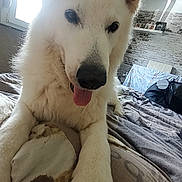 Forest a rejoint le concours — aidez-le/la à gagner de superbes lots ! animal, bed, blanket, canine, companion, cozy, curious, dog, fur, furniture, house, indoor, light, paw, pet, playful, room, tongue, white_dog, window