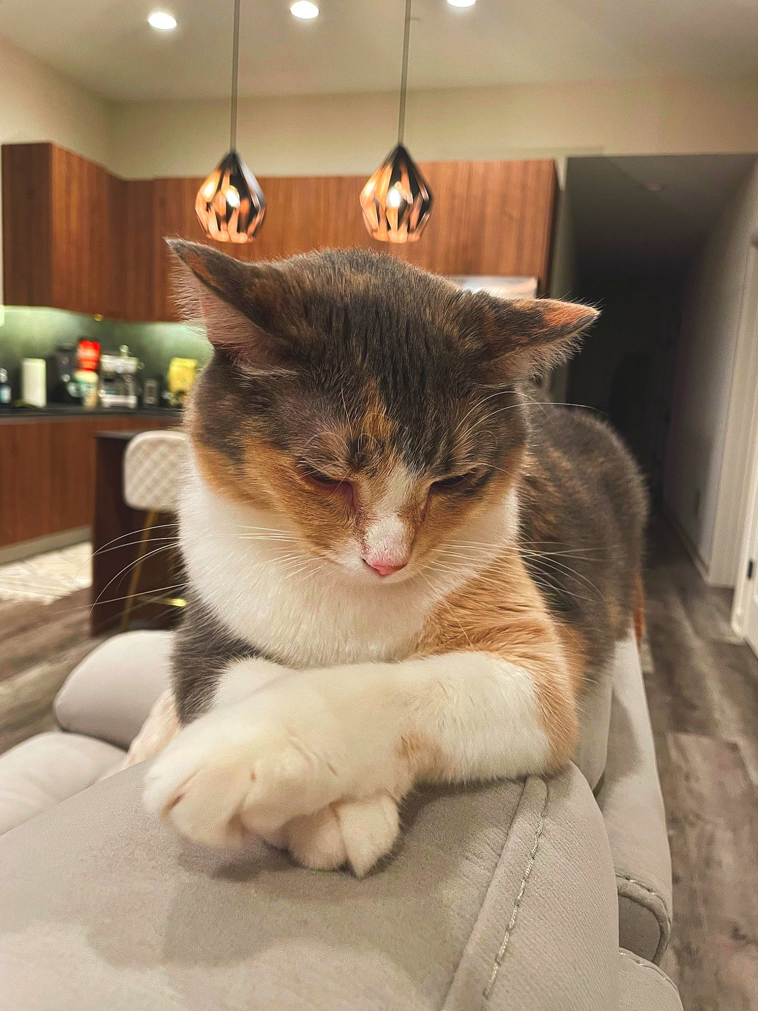 Pixie is registered to the contest to win money with this photo: box, carnivore, cat, cat_supply, comfort, domestic_short_haired_cat, eye, fawn, felidae, fur, lamp, light_fixture, paw, pet_supply, picture_frame, sitting, small_to_medium_sized_cats, snout, tail, whiskers