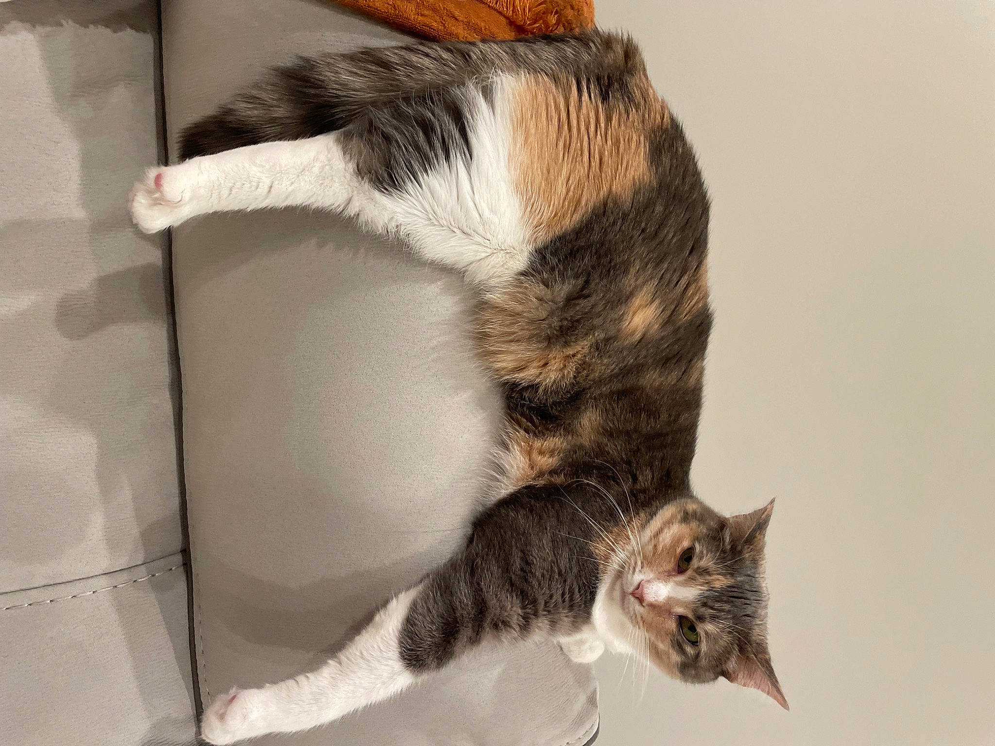 Pixie is registered to the contest to win money with this photo: art, carnivore, cat, claw, domestic_short_haired_cat, door, felidae, flooring, foot, fur, paw, small_to_medium_sized_cats, tail, terrestrial_animal, whiskers, window