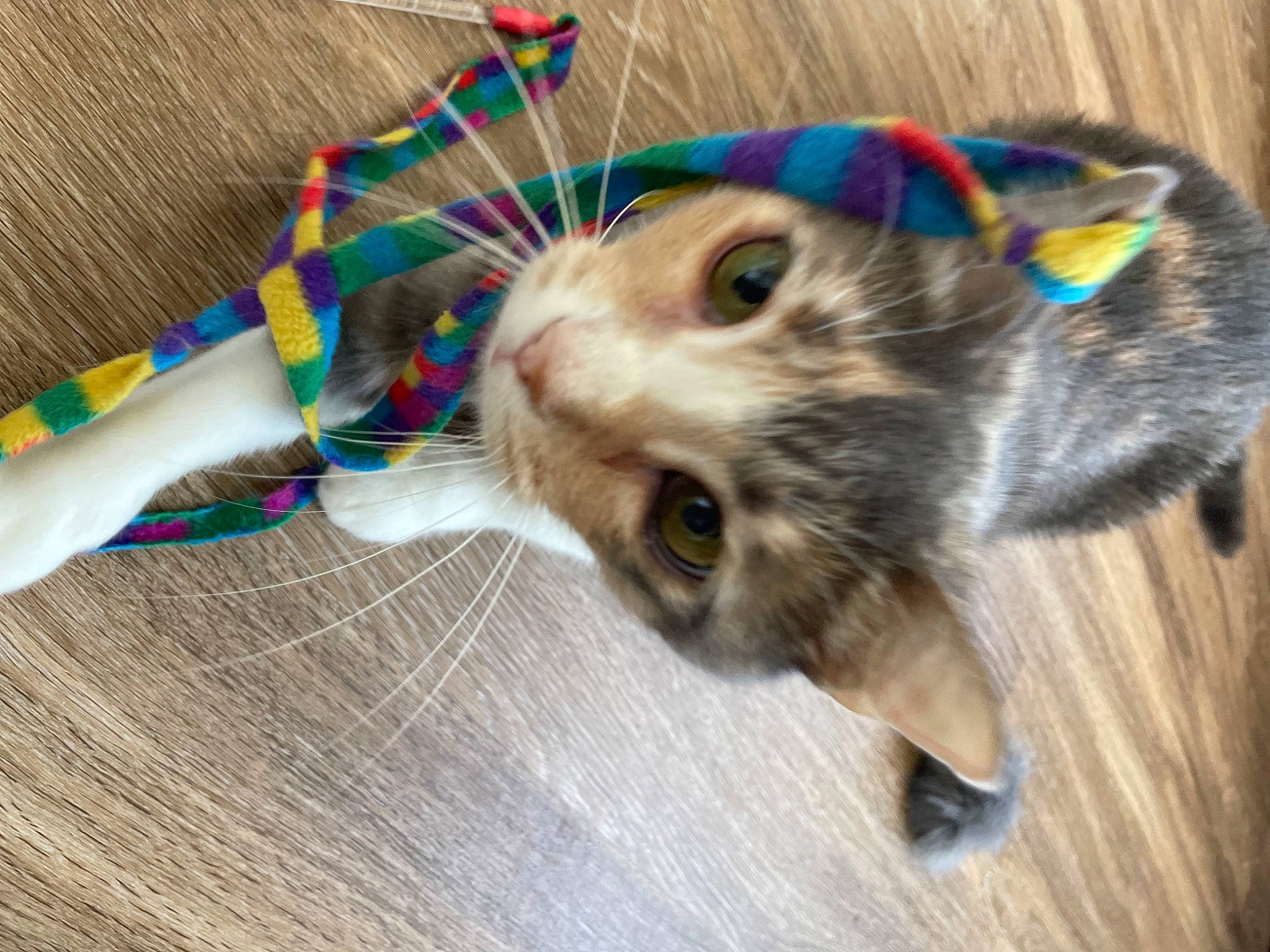 Pixie is registered to the contest to win money with this photo: carnivore, cat, cat_toy, claw, domestic_short_haired_cat, fashion_accessory, fawn, felidae, foot, fur, hardwood, paw, pet_supply, small_to_medium_sized_cats, snout, stuffed_toy, tail, toy, whiskers, wood