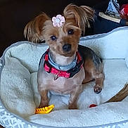 Chella is registered to the contest to win money with this photo: animal, brown_fur, collar, companion, cozy, curious, cute, dog, domestic_animal, ears_up, floor, flower_clip, furniture, household, indoor, looking_at_camera, pet_bed, resting, small_dog, toy