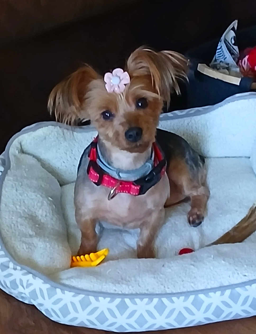 Chella is registered to the contest to win money with this photo: animal, brown_fur, collar, companion, cozy, curious, cute, dog, domestic_animal, ears_up, floor, flower_clip, furniture, household, indoor, looking_at_camera, pet_bed, resting, small_dog, toy