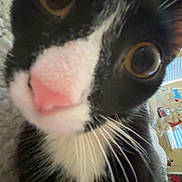 Gomitas joined the competition — help win amazing prizes! cat, close_up, black_and_white, tuxedo_cat, whiskers, pink_nose, curious, indoor, pet, animal, feline, wide_eyes, face, fur, domestic_cat, close_range, looking, cute, indoor_lighting