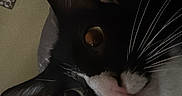 Gomitas is registered to the contest to win money with this photo: cat, black_and_white, close_up, whiskers, eyes, face, pet, indoor, dim_light, messaging_app, screenshot, user_interface, text_overlay, communication, animal, cute, portrait, feline, domestic_cat, curious