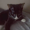 Gomitas is registered to the contest to win money with this photo: cat, black_and_white, pet, animal, indoor, bed, paws, fur, relaxed, sleepy, whiskers, face, resting, cute, feline, home, cozy, laying, quiet, soft