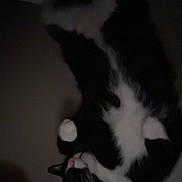 Gomitas is registered to the contest to win money with this photo: animal, black_and_white, cat, cozy, cute, dark, domestic, feline, fur, home, indoor, lying_down, mammal, paws, pet, quiet, relaxed, resting, sleeping, whiskers