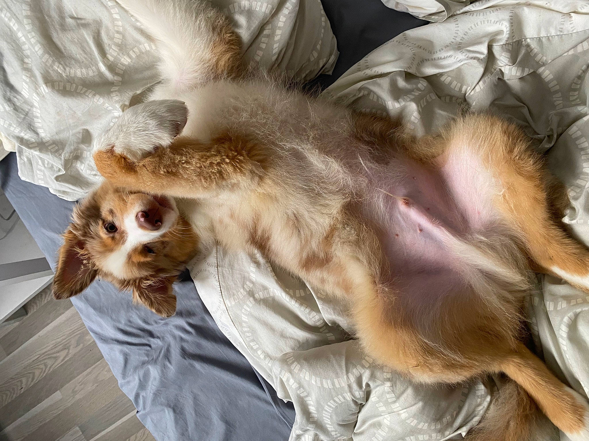 Melón participe au concours pour gagner de l'argent avec cette photo : bed, canidae, carnivore, claw, comfort, companion_dog, dog_breed, fawn, feather, felidae, fur, liver, mammal, paw, small_to_medium_sized_cats, snout, sporting_group, tail, vertebrate, whiskers