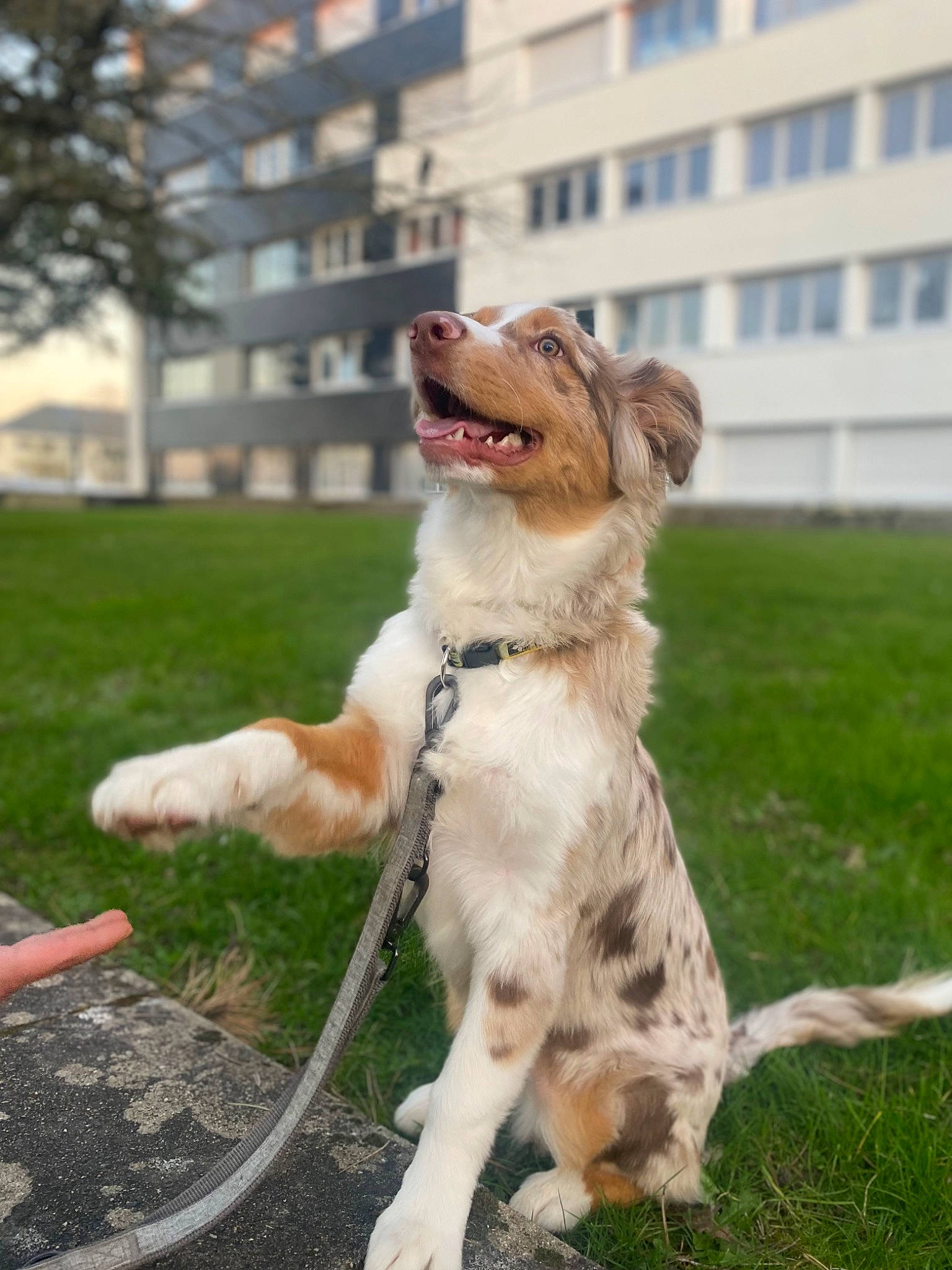 Melón a rejoint le concours — aidez-le/la à gagner de superbes lots ! canidae, carnivore, collar, companion_dog, dog, dog_breed, dog_collar, garden_hose, grass, leash, pet_supply, plant, recreation, sporting_group, sports_equipment, tail, tree, vehicle, window, working_dog