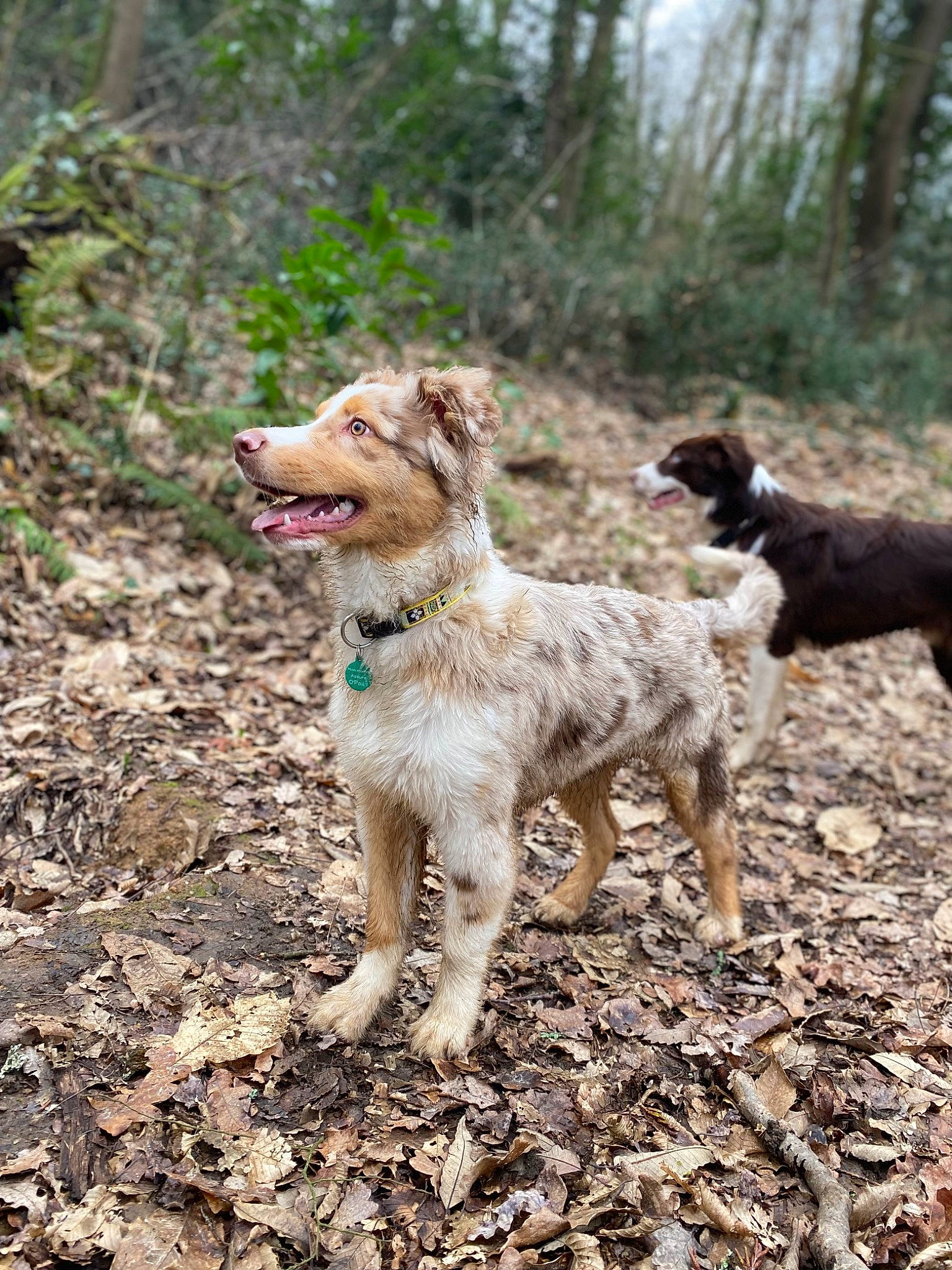 Melón a rejoint le concours — aidez-le/la à gagner de superbes lots ! canidae, carnivore, companion_dog, dog, dog_breed, forest, hunting_dog, liver, plant, soil, sporting_group, tail, terrestrial_animal, tree, woodland, working_animal, working_dog