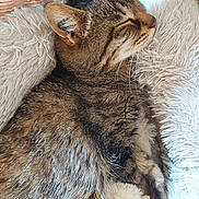Kiwi participe au concours pour gagner de l'argent avec cette photo : animal, basket, blanket, cat, closeup, cozy, cute, domestic, feline, fluffy, fur, indoor, peaceful, pet, relaxation, resting, sleeping, soft, tabby, whiskers