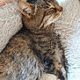 animal, basket, blanket, cat, closeup, cozy, cute, domestic, feline, fluffy, fur, indoor, peaceful, pet, relaxation, resting, sleeping, soft, tabby, whiskers