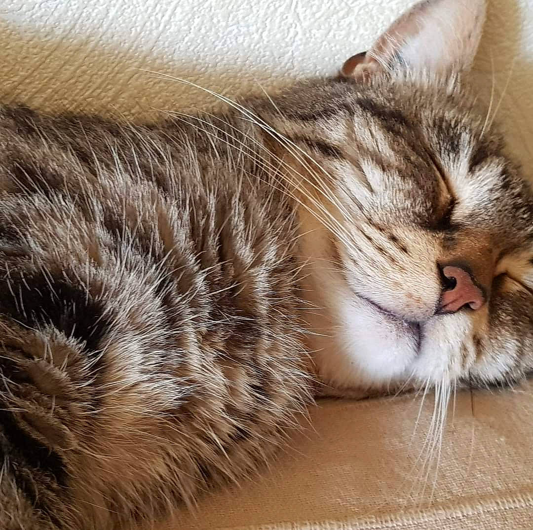 Kiwi participe au concours pour gagner de l'argent avec cette photo : carnivore, cat, claw, comfort, domestic_short_haired_cat, fawn, felidae, fur, nap, natural_material, paw, sleep, small_to_medium_sized_cats, snout, tail, terrestrial_animal, whiskers