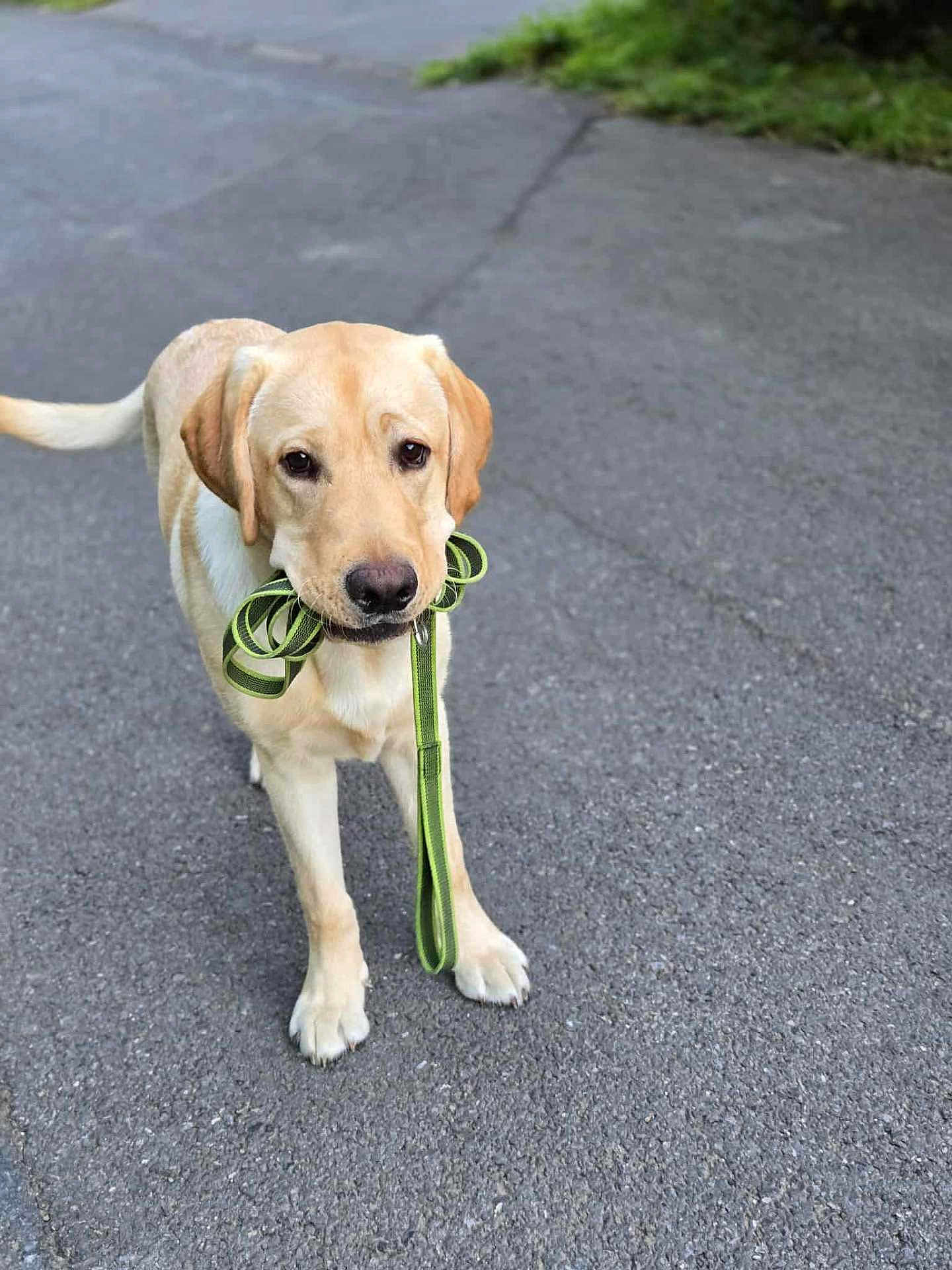 Arlo a rejoint le concours — aidez-le/la à gagner de superbes lots ! dog, labrador, yellow_labrador, leash, green_leash, pavement, outdoor, pet, animal, canine, waiting, standing, tail, ears, muzzle, walk, path, nature, grass, daylight