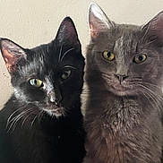 Skyy joined the competition — help win amazing prizes! animals, black_cat, calm, cat, closeup, companions, curious, cute, domestic, ears, eyes, feline, friendship, fur, gray_cat, indoor, pets, portrait, sitting, whiskers