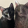animals, black_cat, calm, cat, closeup, companions, curious, cute, domestic, ears, eyes, feline, friendship, fur, gray_cat, indoor, pets, portrait, sitting, whiskers