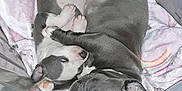 Baby joined the competition — help win amazing prizes! puppy, dog, animal, pet, sleeping, snuggling, crate, blanket, gray, white, cute, young, fur, paw, indoors, resting, companion, cozy, soft, adorable
