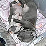puppy, dog, animal, pet, sleeping, snuggling, crate, blanket, gray, white, cute, young, fur, paw, indoors, resting, companion, cozy, soft, adorable