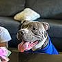 Baby is registered to the contest to win money with this photo: dog, indoor, panting, blue_shirt, couch, tongue_out, happy, pet, animal, smiling, canine, closeup, fur, sitting, domestic, face, ears, nose, table, background_blur