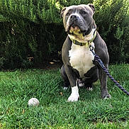 Baby joined the competition — help win amazing prizes! dog, outdoor, grass, leash, tennis_ball, greenery, pet, animal, sitting, nature, collar, canine, garden, bushes, playful, attention, daylight, fur, muzzle, alert