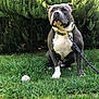 dog, outdoor, grass, leash, tennis_ball, greenery, pet, animal, sitting, nature, collar, canine, garden, bushes, playful, attention, daylight, fur, muzzle, alert