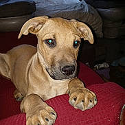 Mollie Wog joined the competition — help win amazing prizes! puppy, dog, animal, pet, brown_fur, paws, cushion, indoor, furniture, close_up, face, ears, snout, whiskers, cute, looking, resting, home, carpet, flash