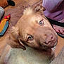 Kaia Daddababy joined the competition — help win amazing prizes! puppy, dog, pet, floor, toy, colorful, indoor, wooden_floor, flip_flops, person, purple_pants, close_up, looking_up, brown_fur, ears, snout, nose, eyes, domestic_animal, companion