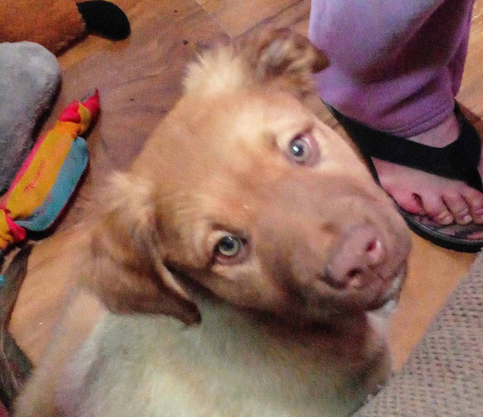 Kaia Daddababy joined the competition — help win amazing prizes! puppy, dog, pet, floor, toy, colorful, indoor, wooden_floor, flip_flops, person, purple_pants, close_up, looking_up, brown_fur, ears, snout, nose, eyes, domestic_animal, companion