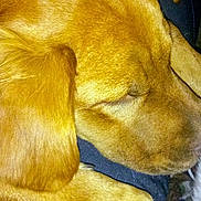 Kaia Daddababy joined the competition — help win amazing prizes! dog, sleeping, close_up, paw, fur, golden_brown, resting, pet, animal, canine, cozy, napping, relaxing, indoors, soft_texture, quiet, calm, companion, domestic_animal, portrait