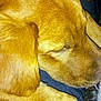 dog, sleeping, close_up, paw, fur, golden_brown, resting, pet, animal, canine, cozy, napping, relaxing, indoors, soft_texture, quiet, calm, companion, domestic_animal, portrait