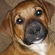 Ruckus is registered to the contest to win money with this photo: dog, brown_dog, close_up, pet, canine, animal, fur, ears, nose, eyes, portrait, indoor, cute, muzzle, expression, resting, texture, face, snout, young_dog