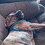 animal, brindle, brown, canine, closeup, comfortable, couch, dog, fur, harness, home, indoor, mammal, nap, pet, relaxed, resting, sleeping, texture, tongue_out