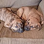 animal, brown, companions, corduroy, couch, cozy, cute, dog, domestic, fur, indoor, pet, puppy, relaxed, resting, sleepy, snuggling, soft, two, young