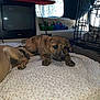 puppy, dog, bed, blanket, indoor, pet_crate, television, pen_holder, window, curious, brown_dog, floral_pattern, cage, resting, home, furniture, animal, cute, young_dog, domestic