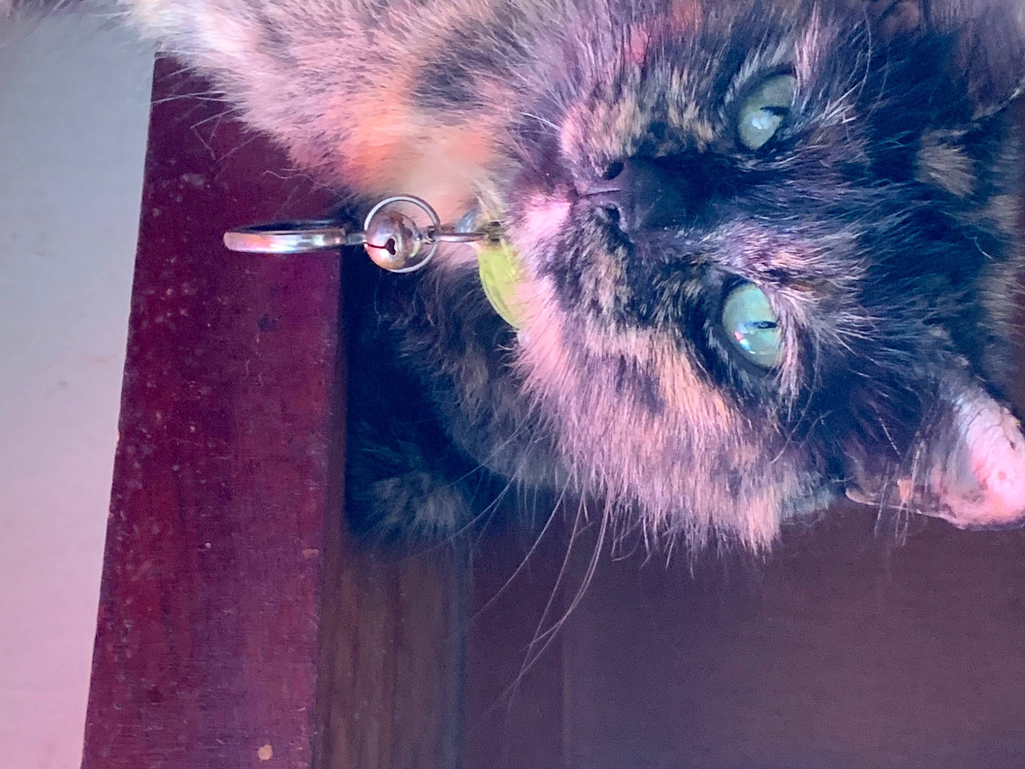 Luna is registered to the contest to win money with this photo: art, beard, carnivore, cat, claw, domestic_short_haired_cat, electric_blue, felidae, fur, graphics, painting, paw, photo_caption, small_to_medium_sized_cats, snout, tail, terrestrial_animal, visual_arts, whiskers, wildlife
