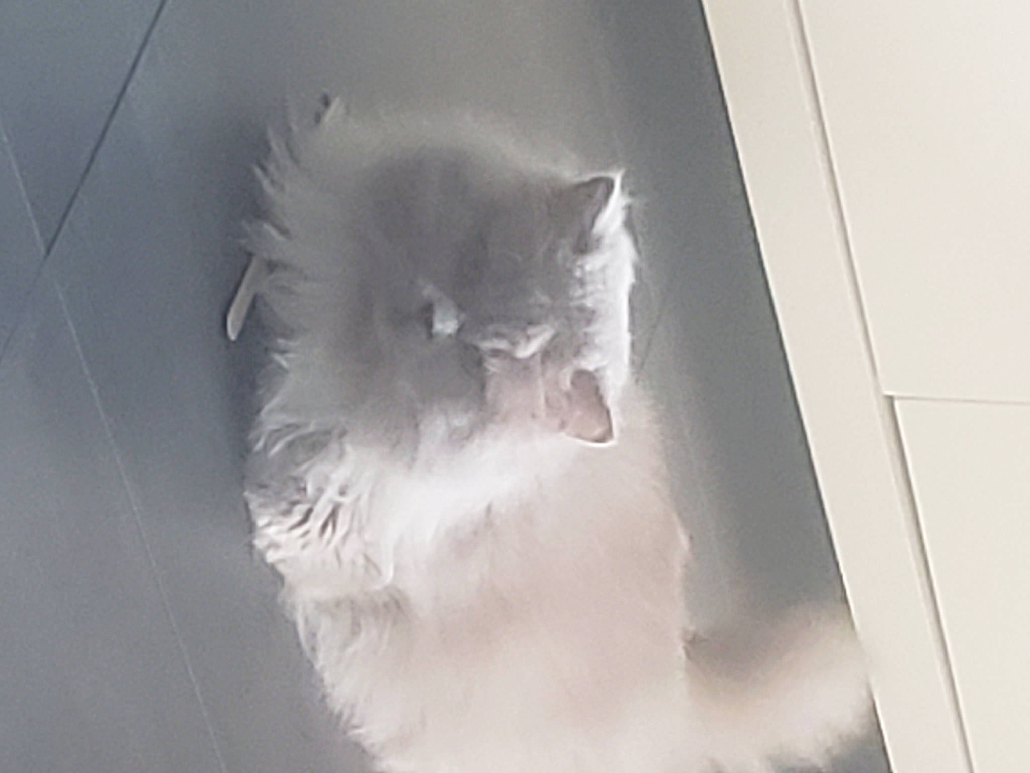 Fifi participe au concours pour gagner de l'argent avec cette photo : art, carnivore, cat, ceiling, domestic_short_haired_cat, feather, felidae, flooring, fur, glass, grey, monochrome, monochrome_photography, paw, small_to_medium_sized_cats, snout, tail, visual_arts, whiskers, window