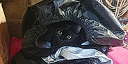 Caliméro participe au concours pour gagner de l'argent avec cette photo : animal, architecture, bag, blade, building, cat, clothing, coat, dagger, device, jacket, knife, pet, plastic, plasticbag, raincoat, screwdriver, shovel, tool, weapon