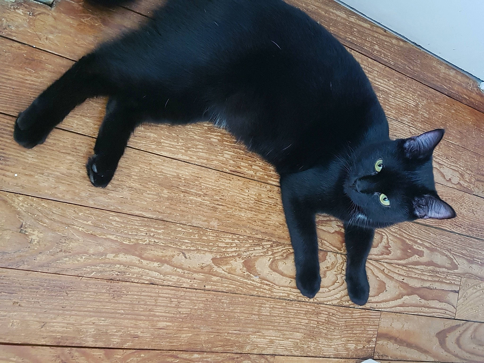 Calimero a rejoint le concours — aidez-le/la à gagner de superbes lots ! black_cat, bombay, canidae, carnivore, cat, dog_breed, domestic_short_haired_cat, electric_blue, felidae, flooring, fur, hardwood, shadow, small_to_medium_sized_cats, snout, tail, terrestrial_animal, tints_and_shades, whiskers, wood