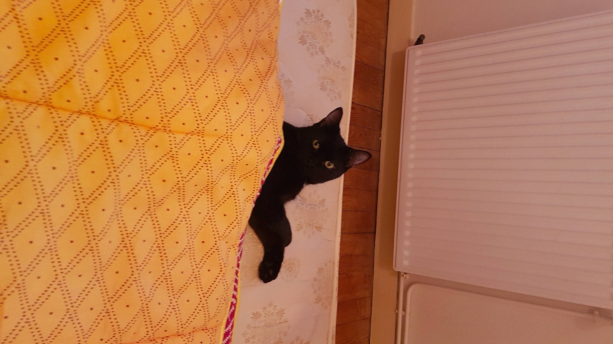 Calimero a rejoint le concours — aidez-le/la à gagner de superbes lots ! black_cat, brown, carnivore, cat, domestic_short_haired_cat, door, felidae, flooring, fur, hardwood, plywood, room, shadow, small_to_medium_sized_cats, snout, tail, tints_and_shades, whiskers, wood, wood_stain