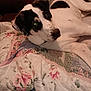 animal, bed, black_and_white, canine, comfort, cozy, cute, dog, floral_pattern, fur, home, indoor, laying_down, looking, pet, portrait, quilt, relaxing, resting, warm_lighting