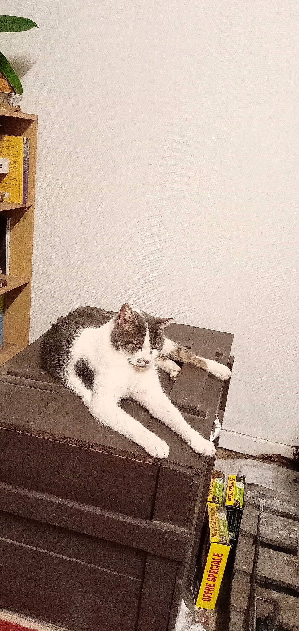 Juju participe au concours pour gagner de l'argent avec cette photo : bookcase, box, cardboard, carnivore, cat, comfort, domestic_short_haired_cat, drawer, felidae, fur, hardwood, paw, shelf, shelving, sitting, small_to_medium_sized_cats, tail, whiskers, wood